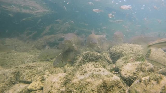 Underwater video from nice river habitat. Swimming close up freshwater fishes Chub, Leuciscus cephalus, Nase Carp, Chondrostoma nasus, Riffle minnow, Alburnoides bipunctatus. Nice freshwater fishes 