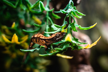 Gargoyle gecko Rhacodactylus auriculatus raptor fantasy looking cute dino dinosaur dof sharp focus space for text macro reptile jungle aquarium home pet cute