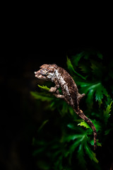 Green chameleon sitting branch rock black background dof sharp focus space for text macro reptile jungle aquarium home pet cute