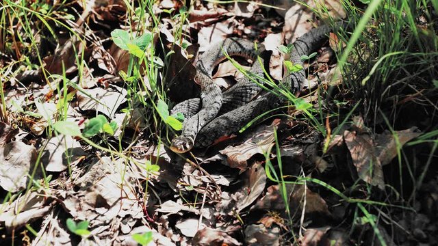 Zaskroniec zwyczajny (Natrix natrix)  w trawie czekający na zdobycz