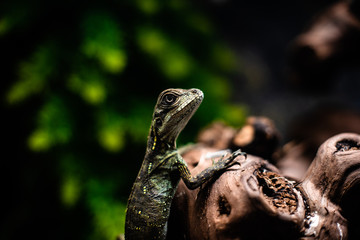 Green lizard long tail standing on a piece of wood dof sharp focus space for text macro reptile jungle aquarium home pet