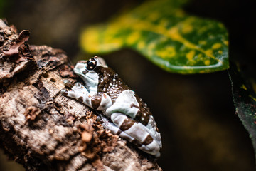Blue and black poison dart frog Dendrobates auratus dof sharp focus space for text macro reptile jungle aquarium home pet cute
