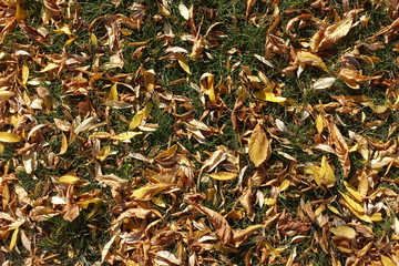 A lot of brown and yellow dry fallen leaves on green grass from above