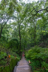 Vegetation surrounds the stairs leading to the top of Leshan Hill. Leshan Natural Park, Sichuan province, China