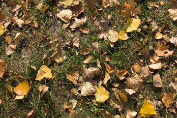 Dead leaves on the grass from above in October