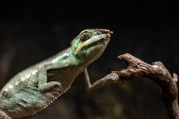 Green chameleon sitting branch rock black background dof sharp focus space for text macro reptile jungle aquarium home pet cute