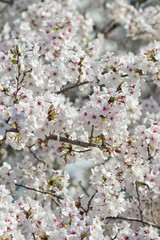 Obraz premium Scientific name is Cerasus ×yedoensis (Matsum.) Masam. & Suzuki ‘Somei-yoshino. 