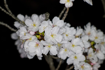 Fototapeta na wymiar An electronic flash photographed cherry blossoms.