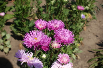 Mauvish pink flowers of China aster in the garden