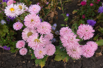 Many pink flower heads of China aster from above