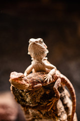 Lizard families together couple tree is looking to the future cute dof sharp focus space for text macro reptile jungle aquarium home pet