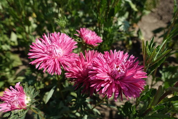 Obraz premium Several reddish pink flowers of China aster