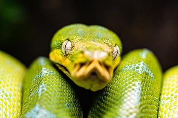 A close-up view of a green tree python slithering on a tree sleeping eyes dof sharp focus space for text macro reptile jungle aquarium home pet cute