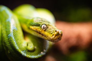 A close-up view of a green tree python slithering on a tree sleeping eyes dof sharp focus space for text macro reptile jungle aquarium home pet cute