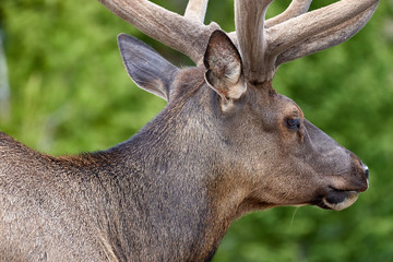Elk grazing in Rocky Mountain National Park, Colorado