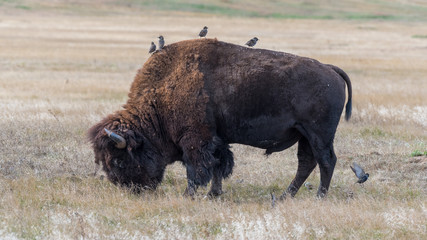 Starlings Perched on Bison