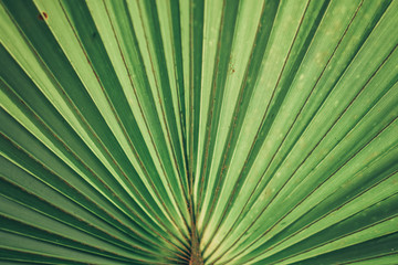 Obraz premium palm tree leaf