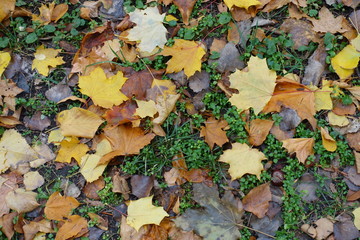 Bright colorful fallen leaves on greenery in October