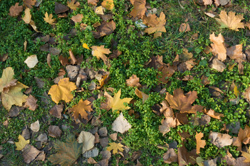 Lush greenery covered with fallen leaves in autumn from above