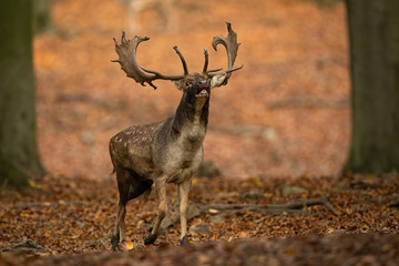 Powerful fallow deer, dama dama, stag roaring in autumn forest in rutting season. Wild male mammal calling with mouth open and protecting its territory in nature.