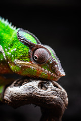 Green chameleon sitting branch rock black background dof sharp focus space for text macro reptile jungle aquarium home pet cute