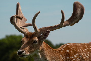 Red Deer in Grasslands