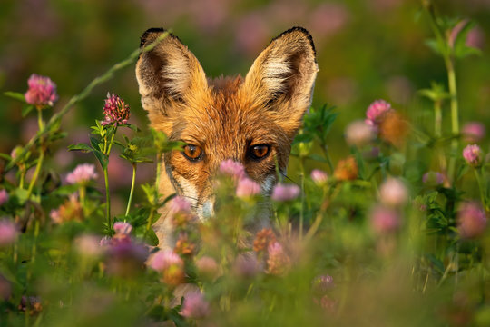 Close-up Of A Shy Red Fox Hiding Behind Grass And Flowers At Sunrise. Wild Animal Looking From Behind Tall Vegetation In Nature. Sunny Wildlife Scenery With Mammal Facing Camera.