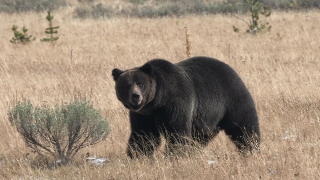 close up shot of a large grizzly bear approaching at yellowstone national park in wyoming, usa