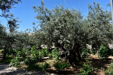 Ancient olive trees, still grow in famous Garden of Gethsemane, at Mount of Olives, Jerusalem, Israel.