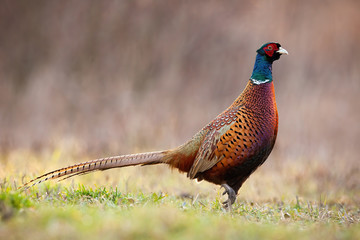 Side view of dominant common pheasant, phasianus colchicus, cock in spring time. Superior male animal walking on a green grass in wilderness. Attentive gamebird in nature.