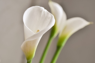 Calla Blume Blüte Zantedeschia Weiß Trauer Liebe Symbol Hochzeit Beerdigung Reinheit exotisch...