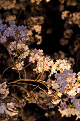 An electronic flash photographed cherry blossoms.