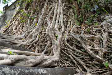 Roots of a tree invading a stone staircase