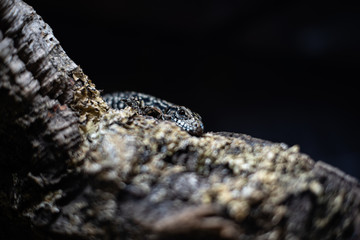 portrait of live monitor lizard varan dof sharp focus space for text macro reptile jungle aquarium home pet