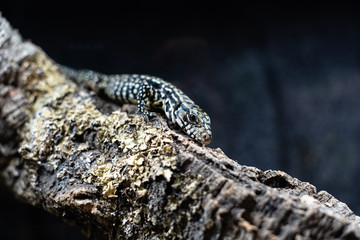 portrait of live monitor lizard varan dof sharp focus space for text macro reptile jungle aquarium home pet