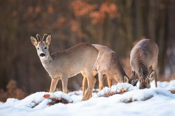 Meubelstickers Three roe deer bucks, capreolus capreolus, feeding and looking in winter nature. Harmonious group of animals with brown fur grazing on a grass hidden under frost. © WildMedia