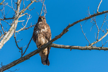 A common buzzard sitting on a branch