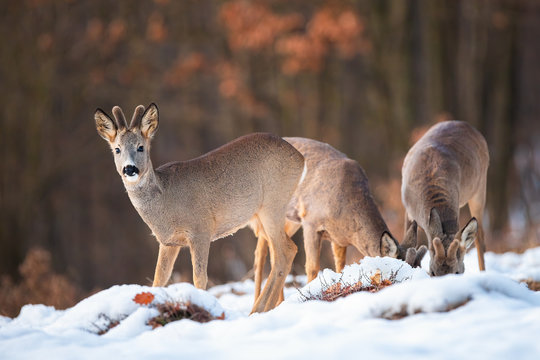 Three roe deer bucks, capreolus capreolus, feeding and looking in winter nature. Harmonious group of animals with brown fur grazing on a grass hidden under frost.