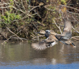 Gadwall (Anas stepera) in flight