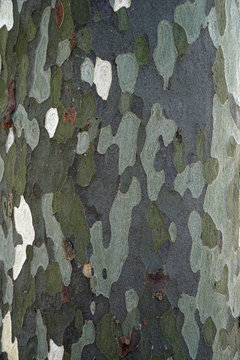 Platan, platanus or plane tree bark texture, background