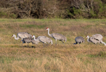 The flock of sandhill cranes feeding on the pasture, Galveston, Texas, USA