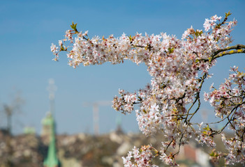 Soft focus of Cherry Blossom or Sakura flower in the  nature garden against with blue sky in Spring season