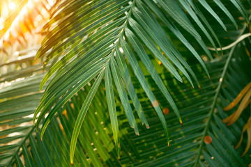 Obraz na płótnie Canvas tropical leaves, abstract green leaves texture, nature background for wallpaper