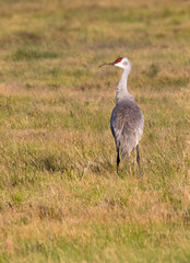 The sandhill crane (Grus canadensis), Galveston, Texas, USA
