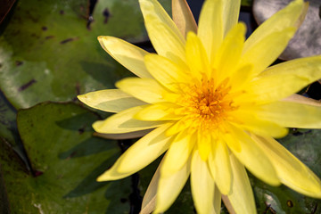 Yellow lotus flower And green lotus leaves in the water basin.