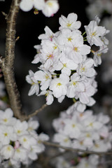 An electronic flash photographed cherry blossoms.