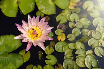 Obraz na płótnie Canvas Lotus flower close up shot, Top view.