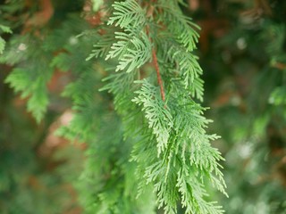 Beautiful branches of thuja without cones, which are used in traditional medicine. Evergreen coniferous tree of the cypress family on a Sunny summer day .