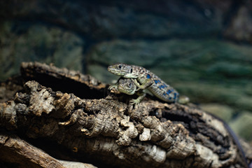 Green lizard long tail standing on a piece of wood dof sharp focus space for text macro reptile...
