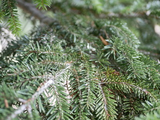 Beautiful green needles of spruce on a branch close-up on a Sunny summer day. Branches of an...